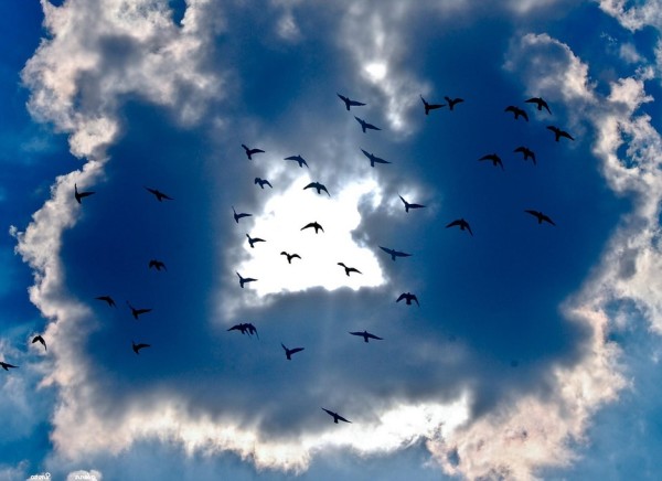 Freiheit_Voegel_fliegen