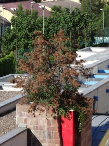 Verdorrter Baum umgeben von Unkraut auf dem Gedenkturm Block F