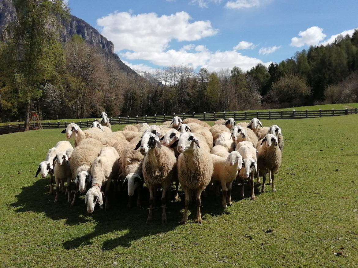 Biodiversità nellagricoltura di montagna UnserTirol24