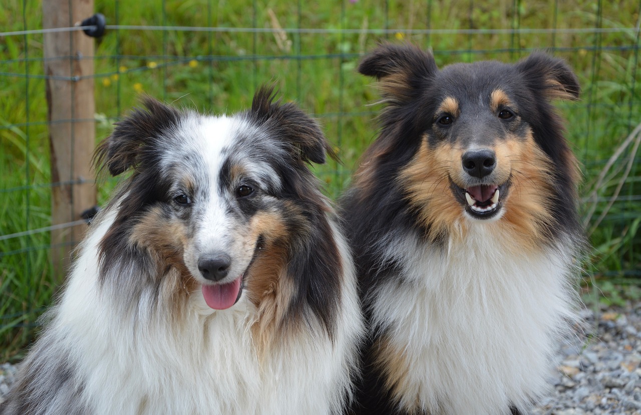 Zu laut Hunden sollen Stimmbänder entfernt werden UnserTirol24