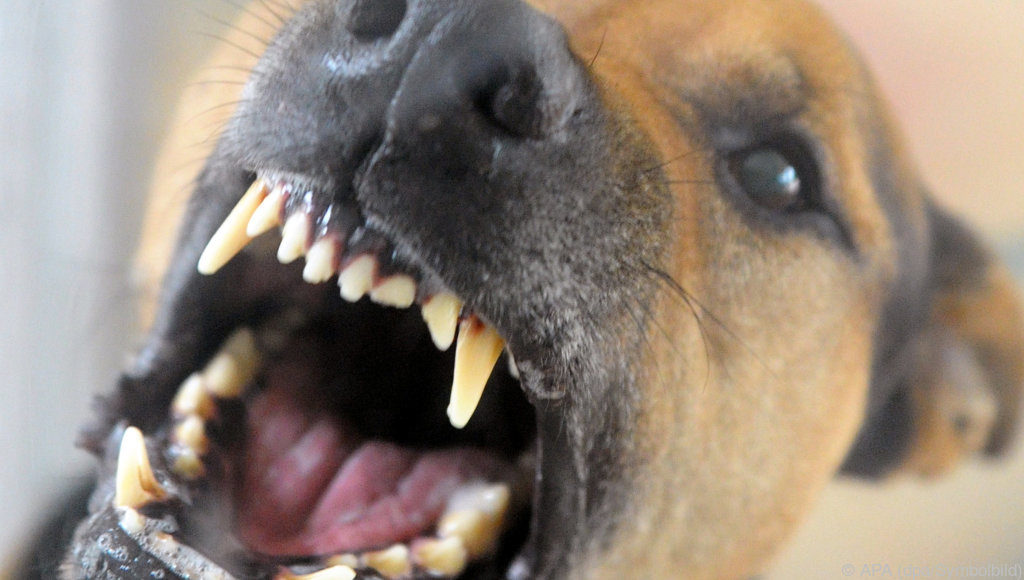Kind von Hund in den Kopf gebissen - UnserTirol24
