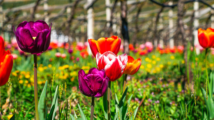 Wie Viele Tage Hat Der Frühling www.unsertirol24.com