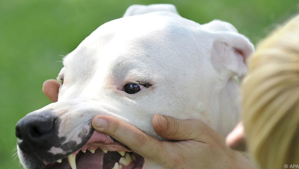 Hund beißt bereits zum neunten Mal zu UnserTirol24