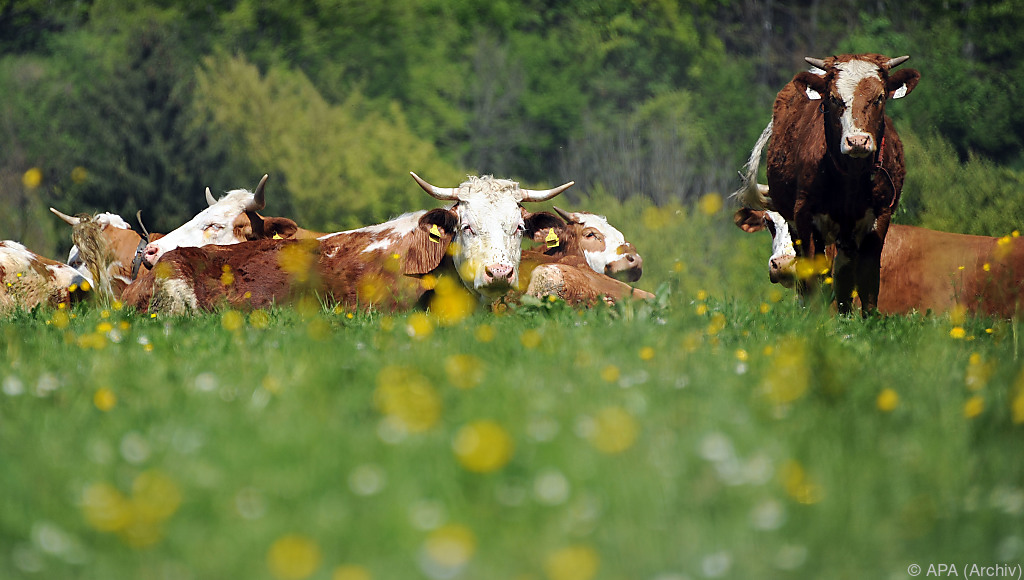 Landwirtschaft in EU soll nachhaltiger werden - UnserTirol24