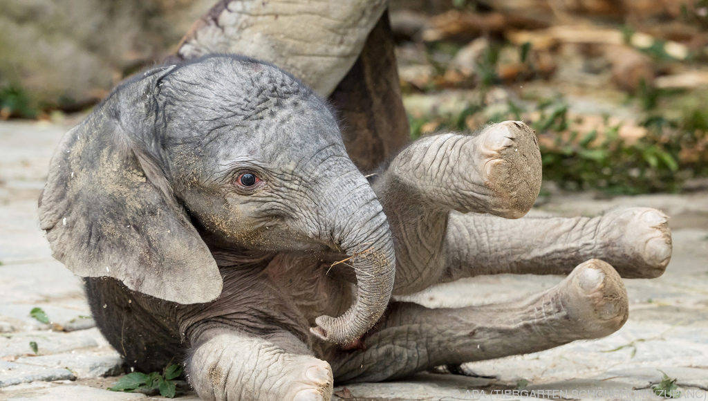 Elefantenbaby im Tiergarten Schönbrunn geboren - UnserTirol24