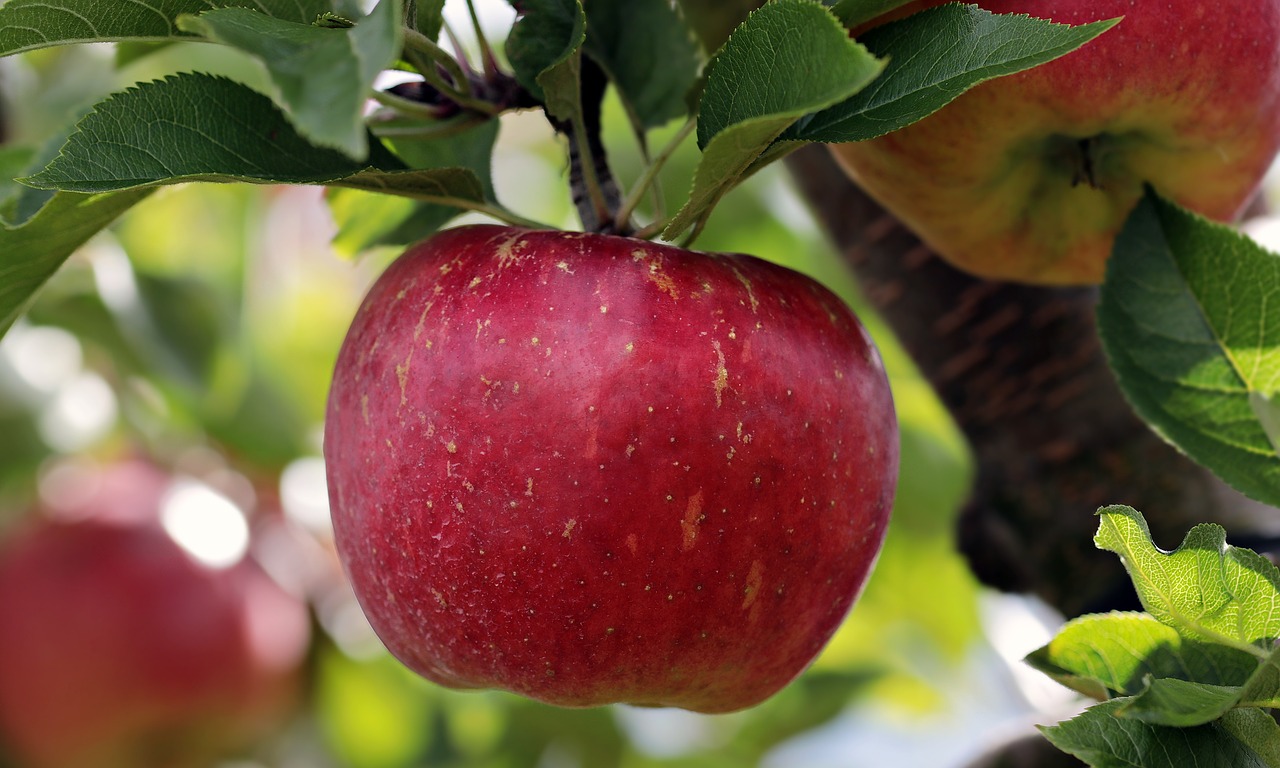 Fallen Bewohner Lautsprecher Apfelbaum Biologisch Spritzen Praktisch 