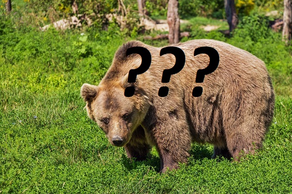 Molveno: „L’orso mi ha inseguito“ - UnserTirol24