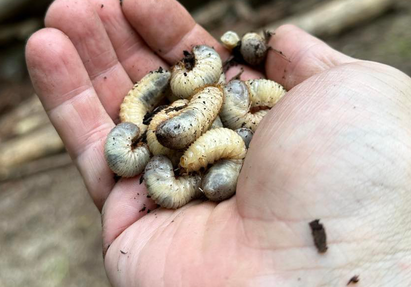Klimawandel und Borkenkäfer stressen heimische Wälder UnserTirol24