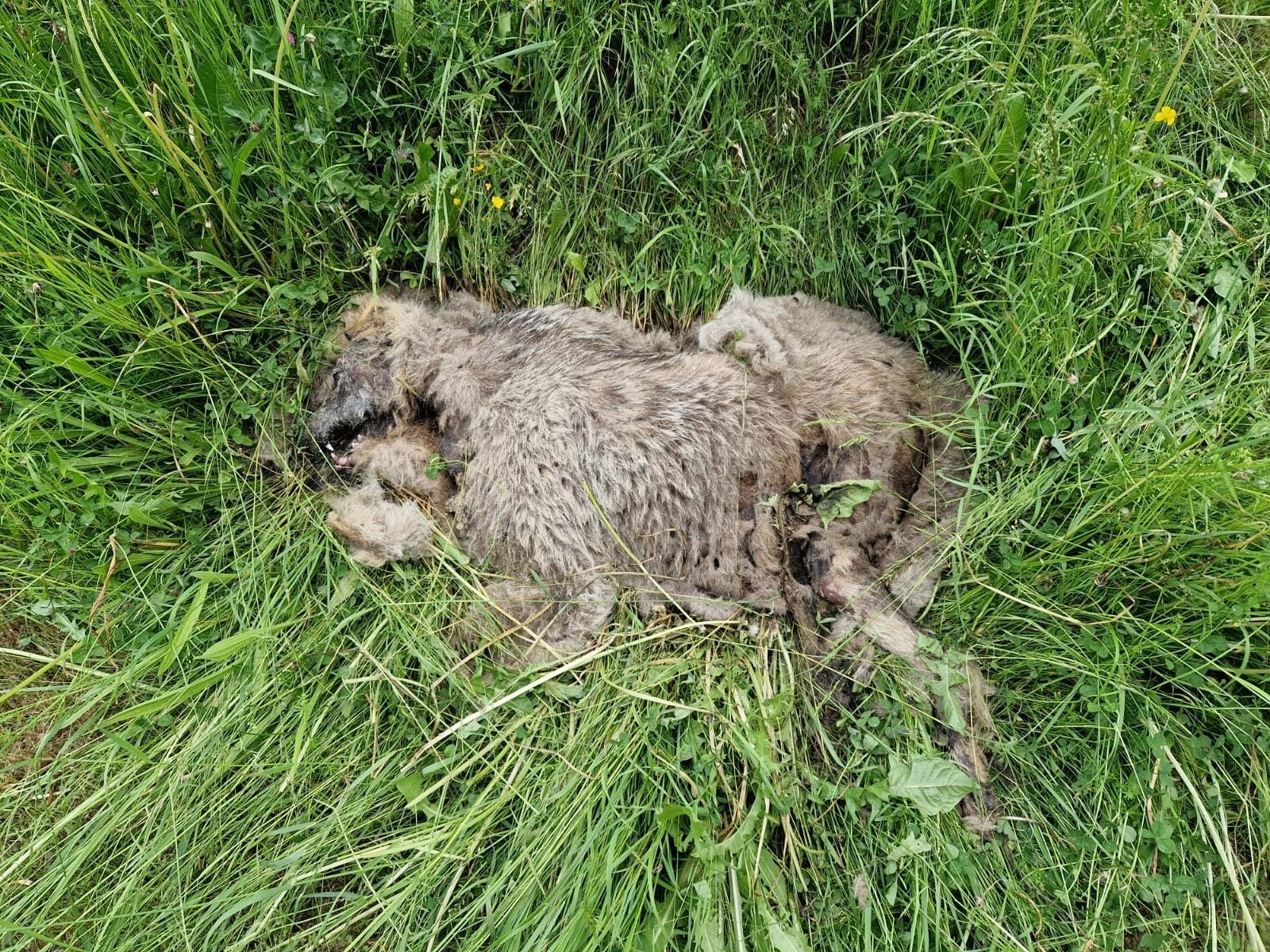 Toter Wolf unweit der Reschenstraße aufgefunden UnserTirol24