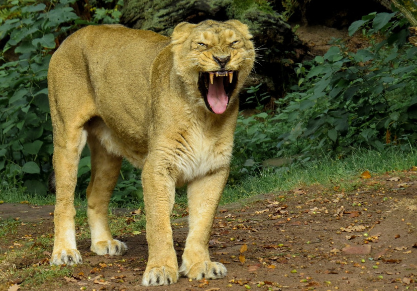 Suche nach Raubkatze abgebrochen UnserTirol24